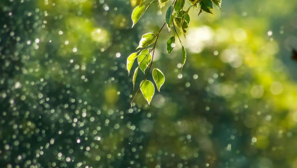 PNRR, Missione 2: Rivoluzione verde e transizione ecologica